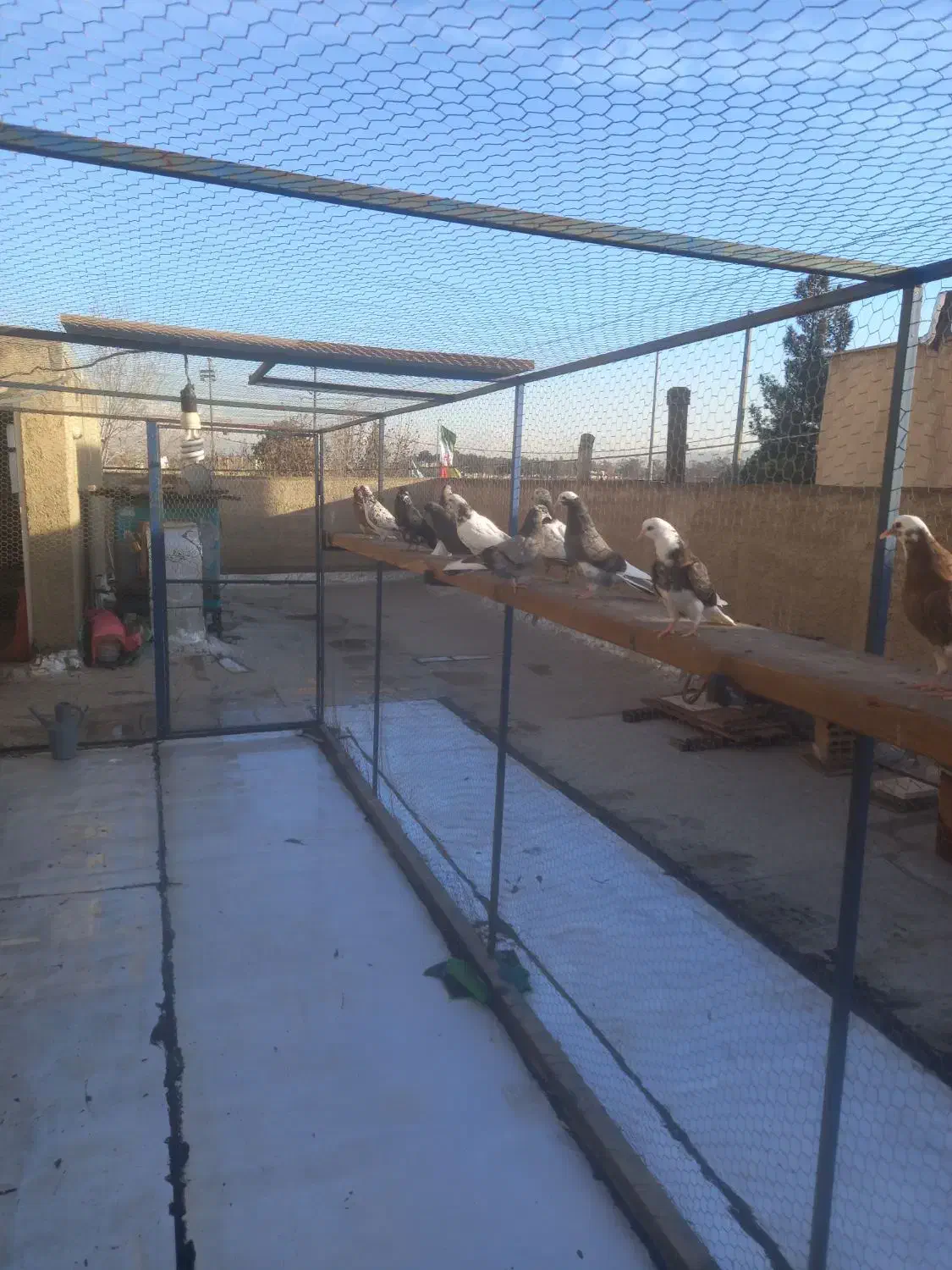 کبوتر جوجه|پرنده|ری, ولی آباد|دیوار