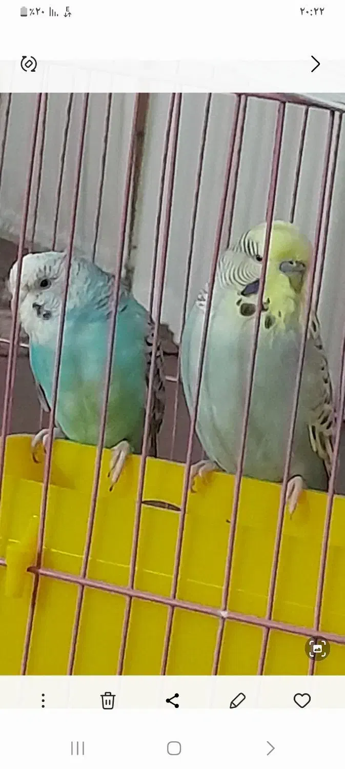 مرغ اشق انگلیسی|پرنده|بهبهان, |دیوار