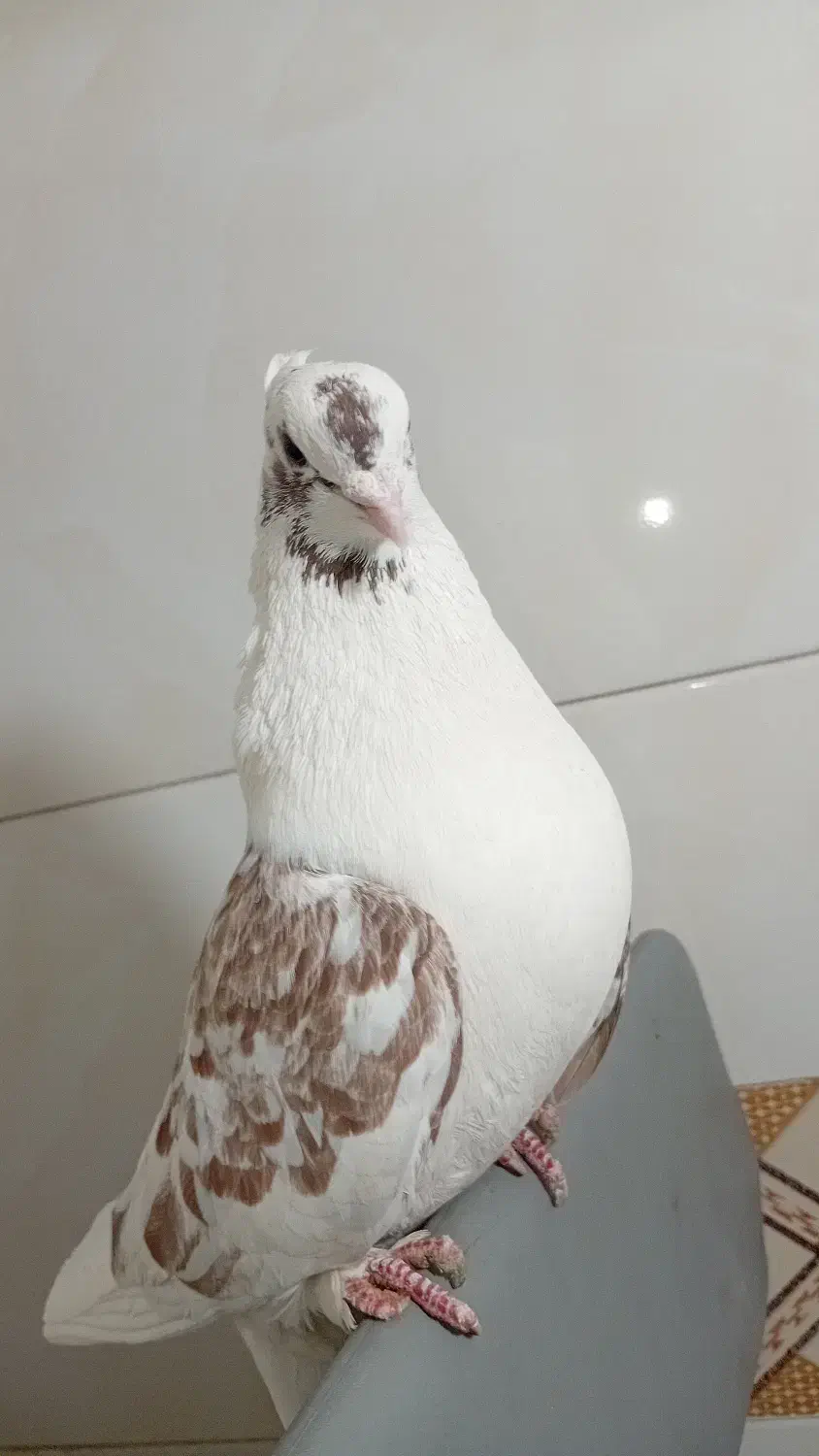 کبوتر|پرنده|سیرجان, |دیوار