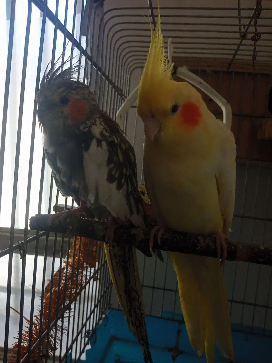 فروش دو عدد عروس هلندی نر و ماده|پرنده|ثلاث باباجانی, |دیوار