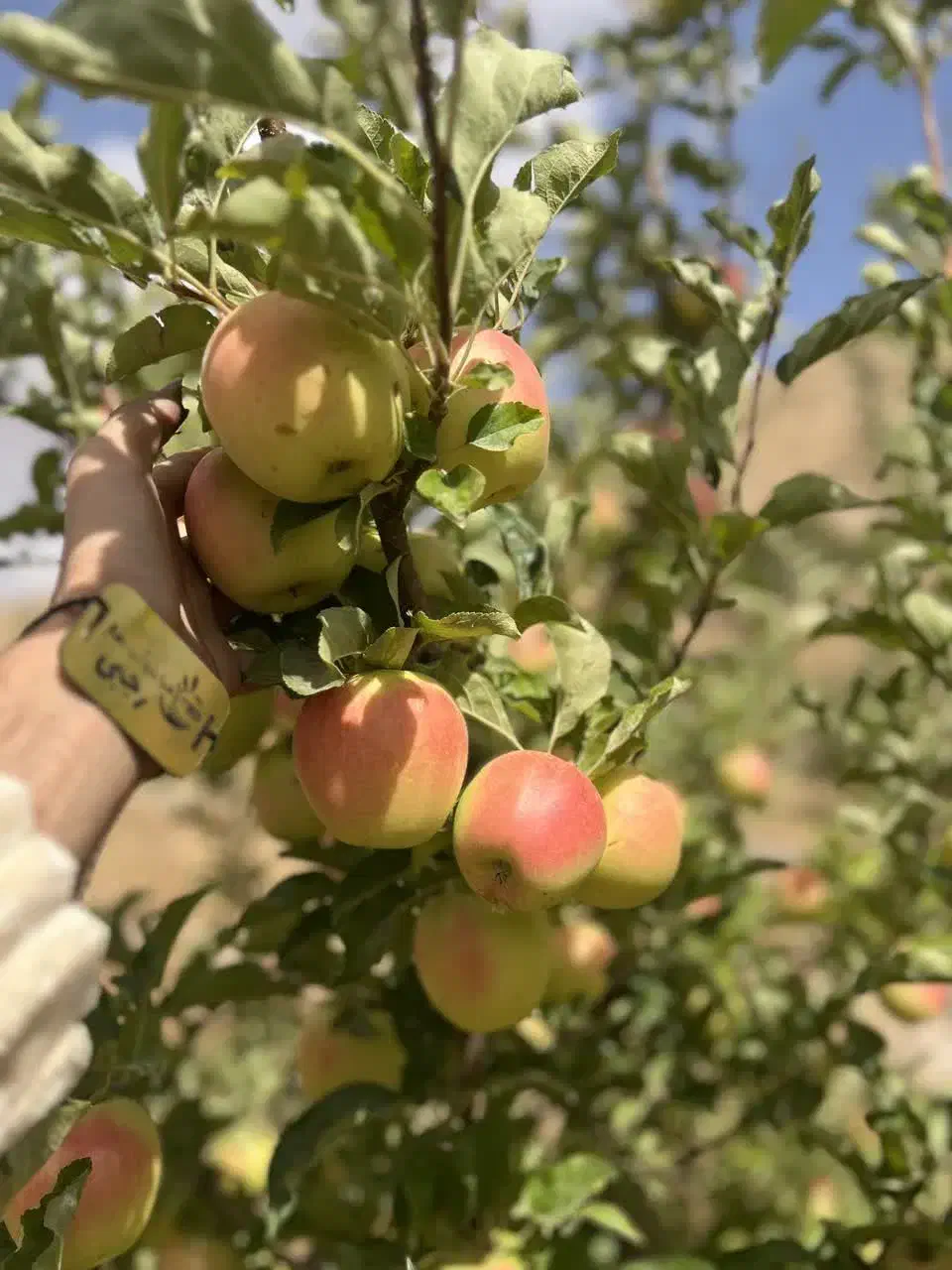 توزیع نهال سیب رندرز یکساله و دوساله|خدمات باغبانی و درختکاری|بابل, |دیوار