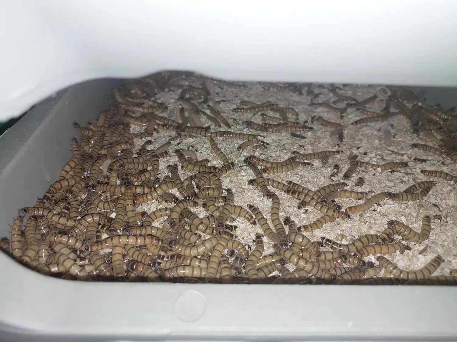 کرم سوپرورم و میلورم خشک و زنده|خزنده|رشت, کوی حسینی|دیوار