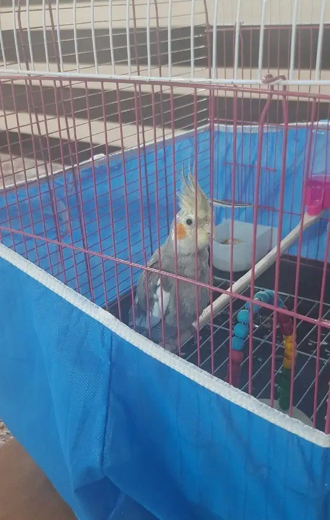 عروس هلندی نر با قفس و تجهیزات|پرنده|پیر بکران, |دیوار