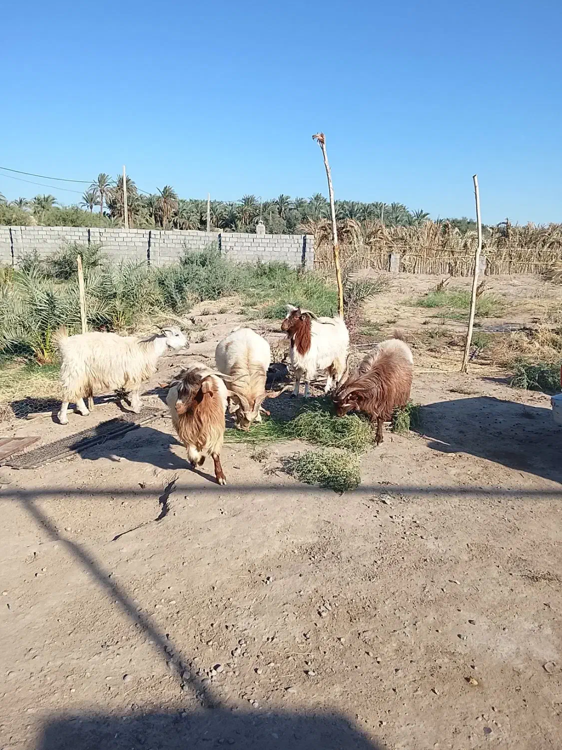 گوسفند|حیوانات مزرعه|نرماشیر, |دیوار