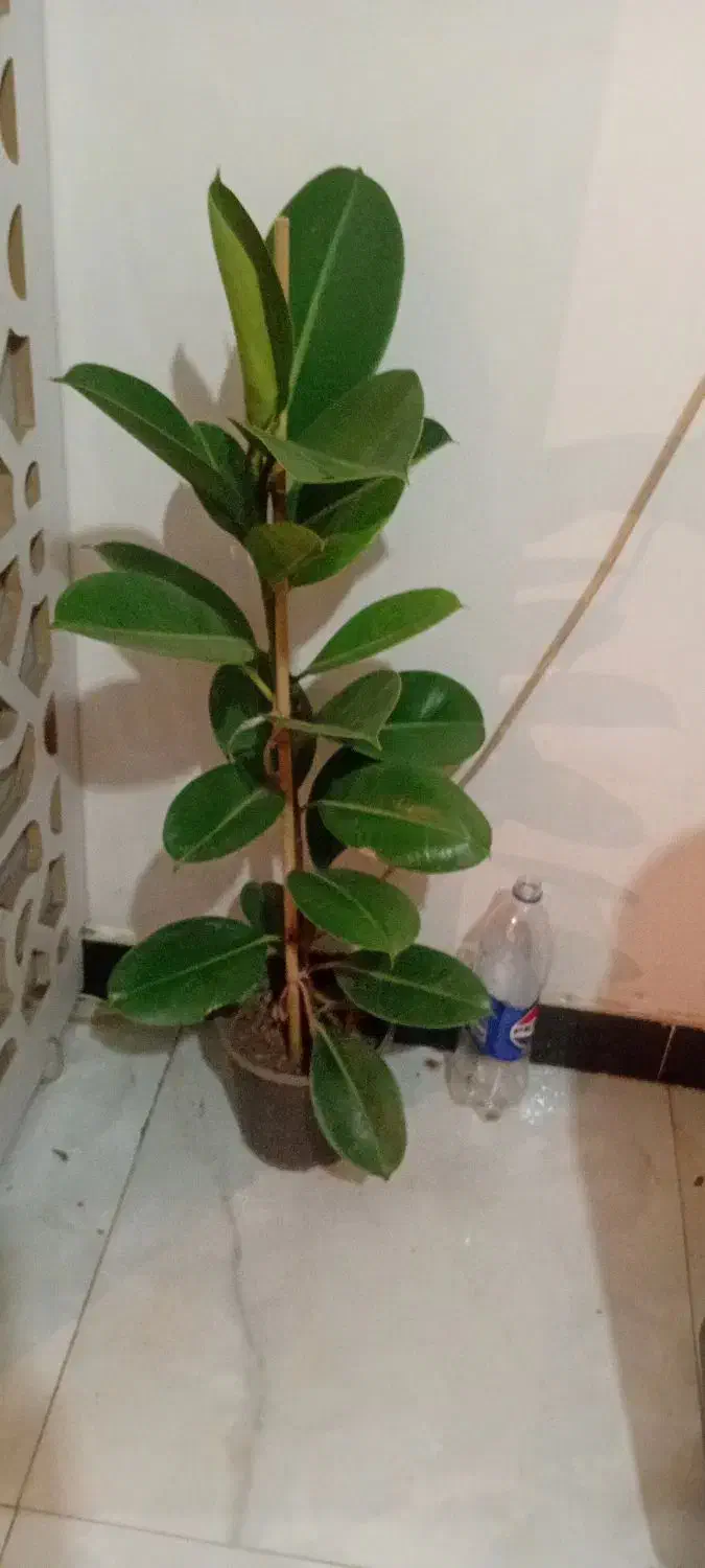 طلای سبز|جواهرات|خرمآباد, |دیوار