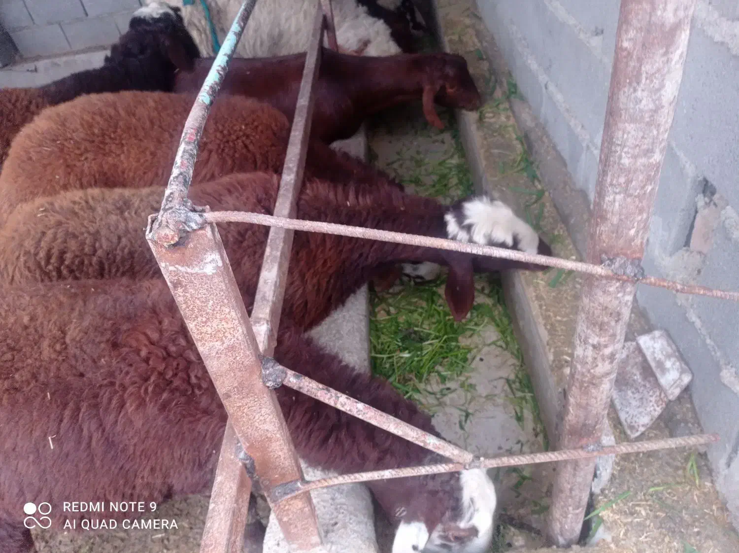 گوسفند افشاری|حیوانات مزرعه|گمیشان, |دیوار