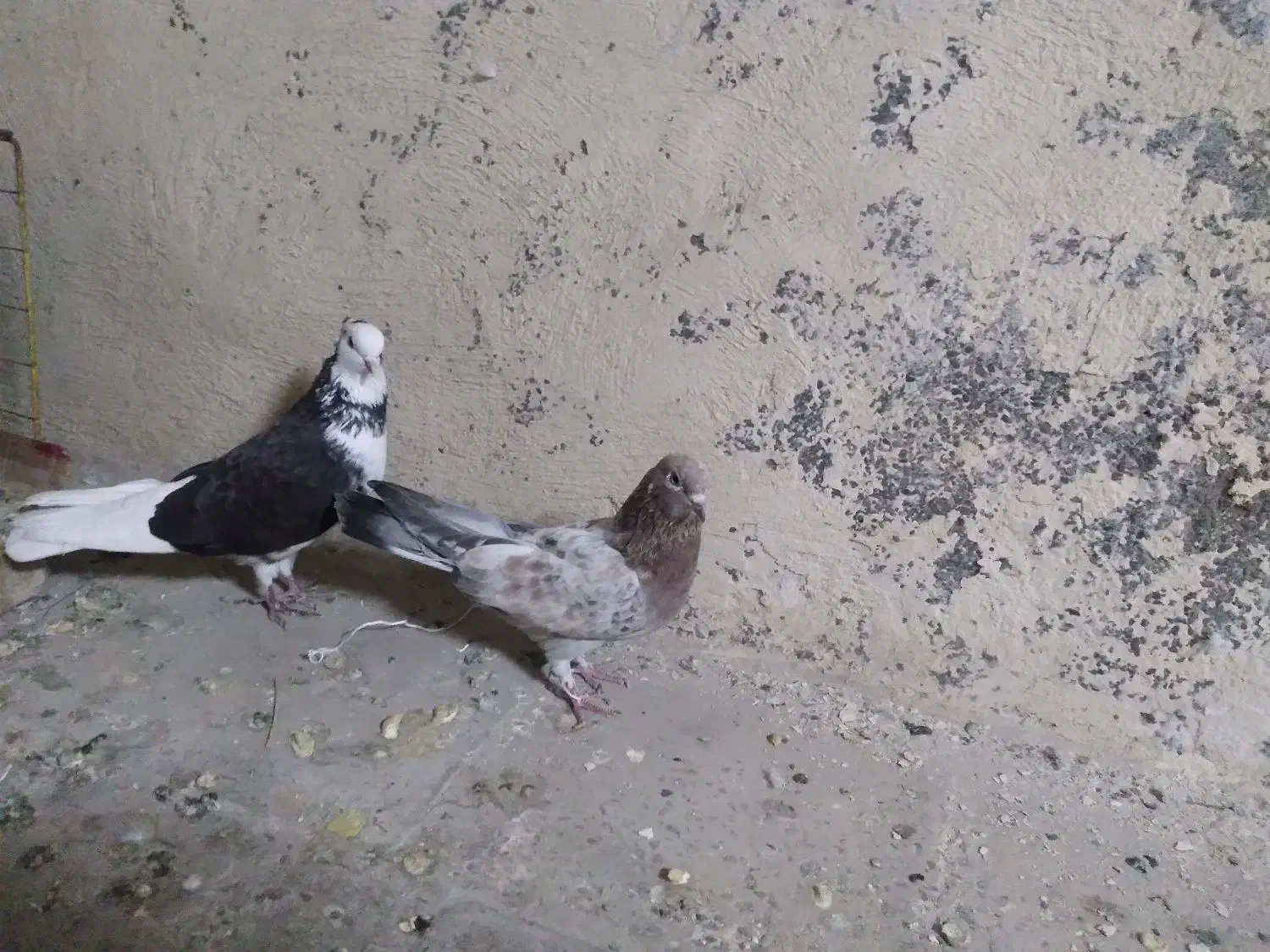 سرور|پرنده|وحیدیه, |دیوار