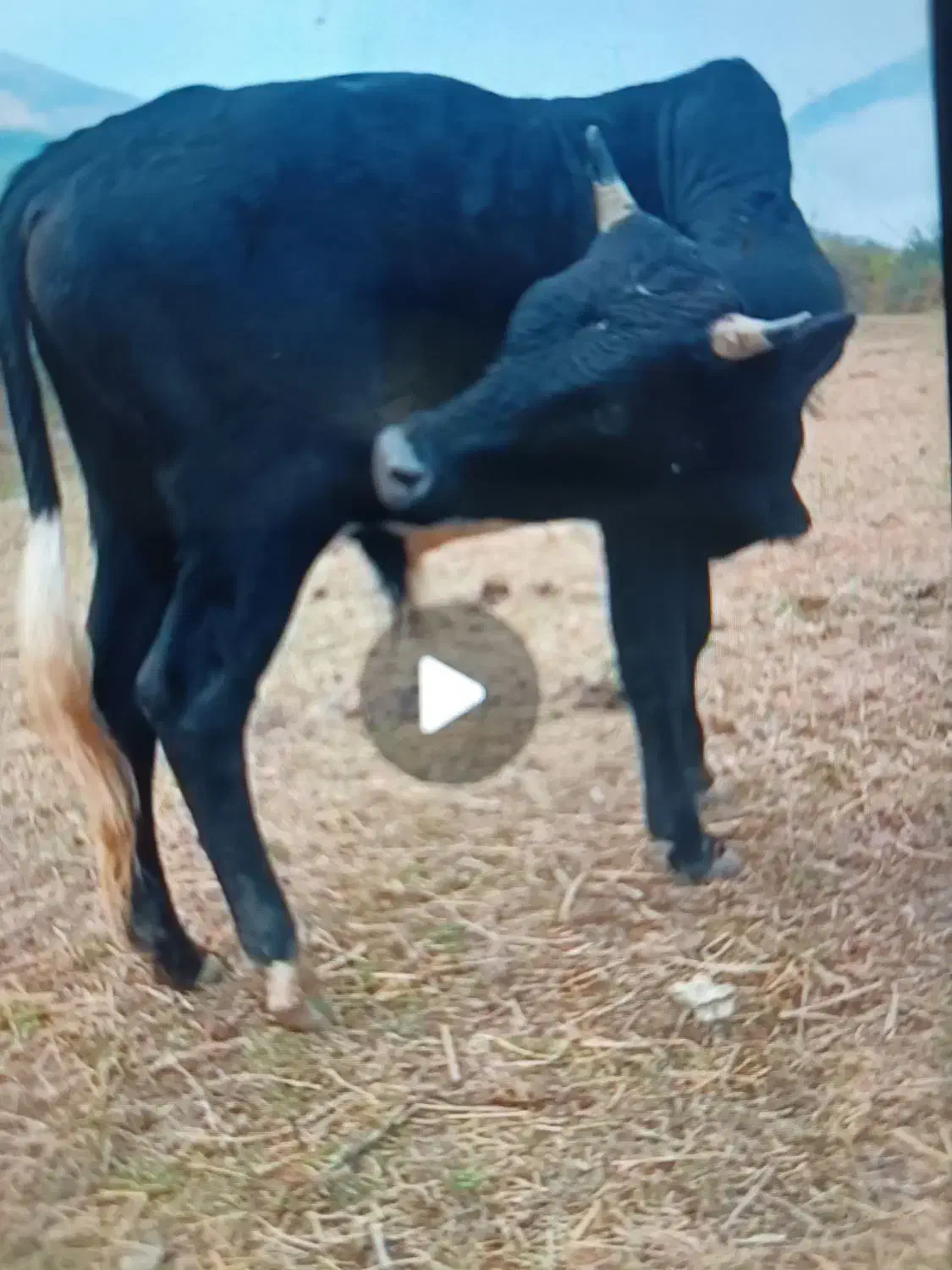 گاو نر ورزا چالوسی|حیوانات مزرعه|رودبار, |دیوار