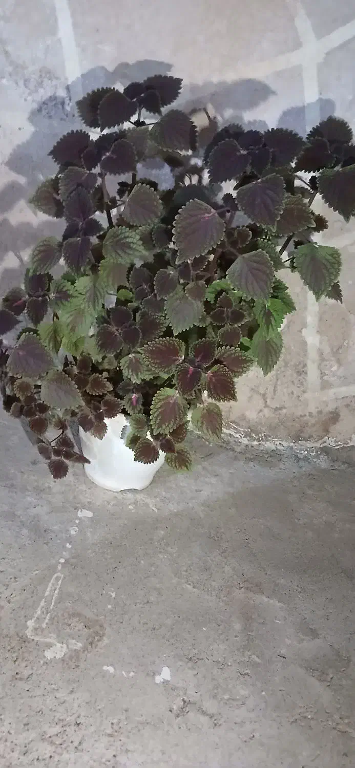 گله بزرگ|گل و گیاه طبیعی|مسجد سلیمان, |دیوار