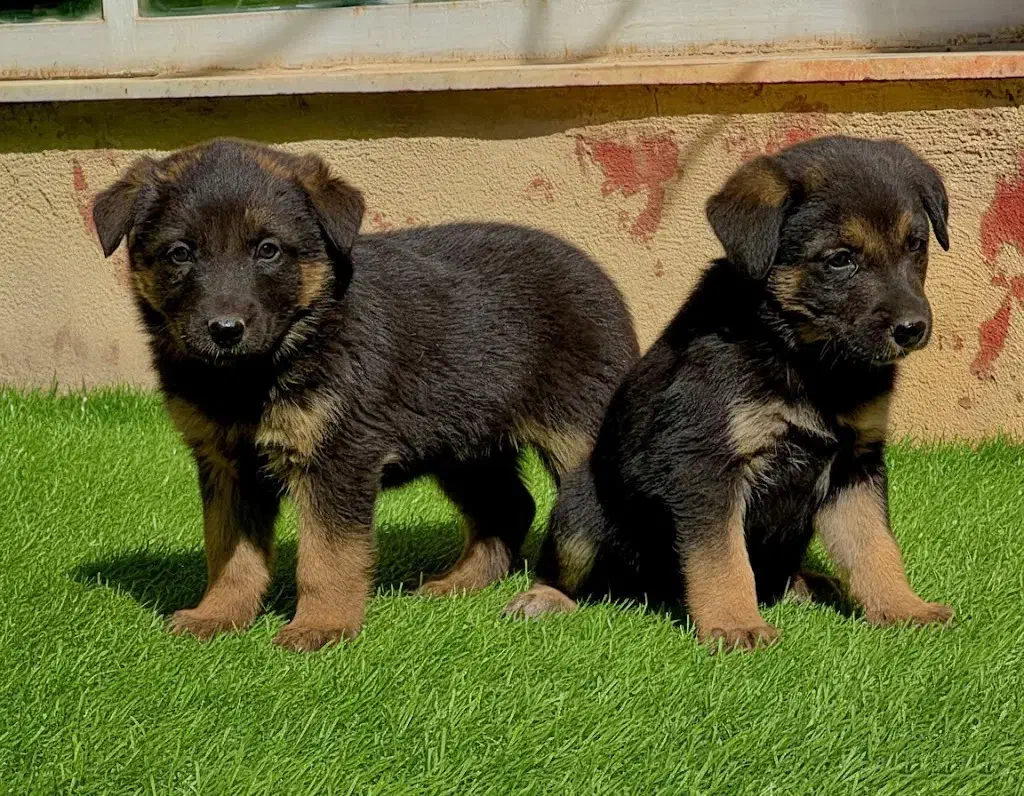 سگ ژرمن شپردنروماده دوماه اصیل باهم یکجای فی ۱۸م ت|سگ|تهران, باشگاه نفت|دیوار