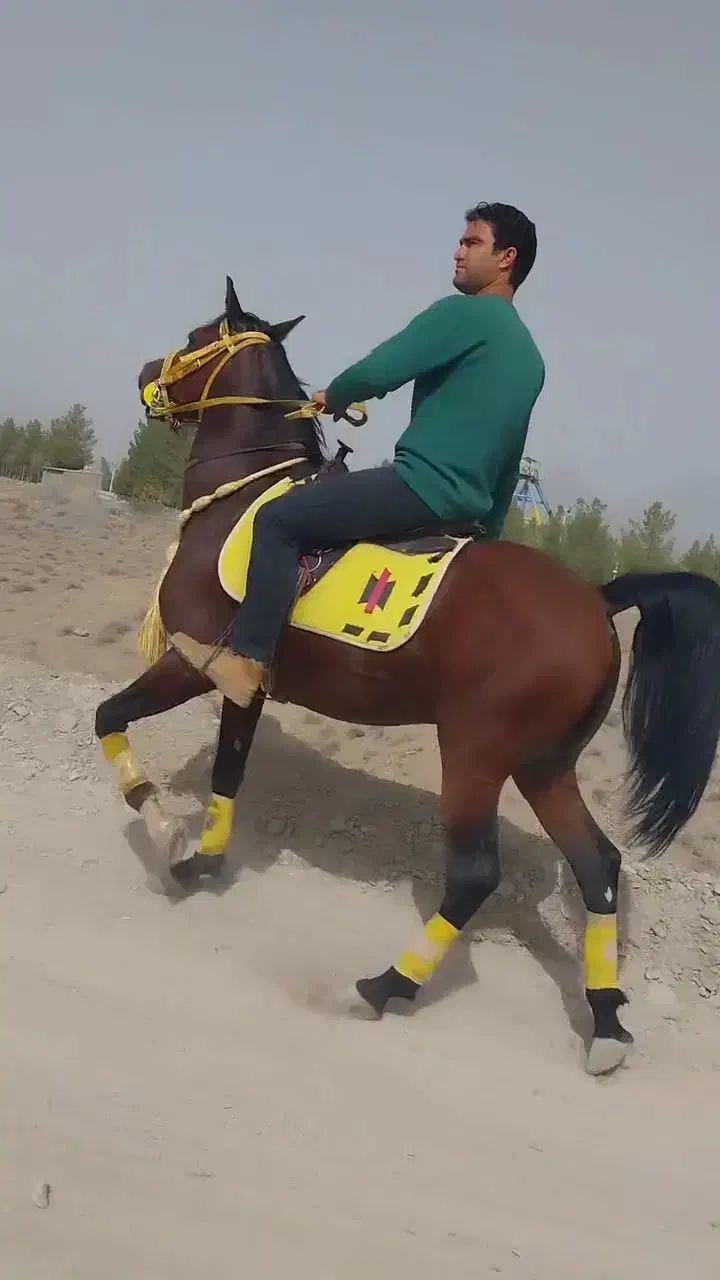 اسب نریان کرد اصیل پرخون|اسب و تجهیزات اسب‌سواری|کاشمر, |دیوار