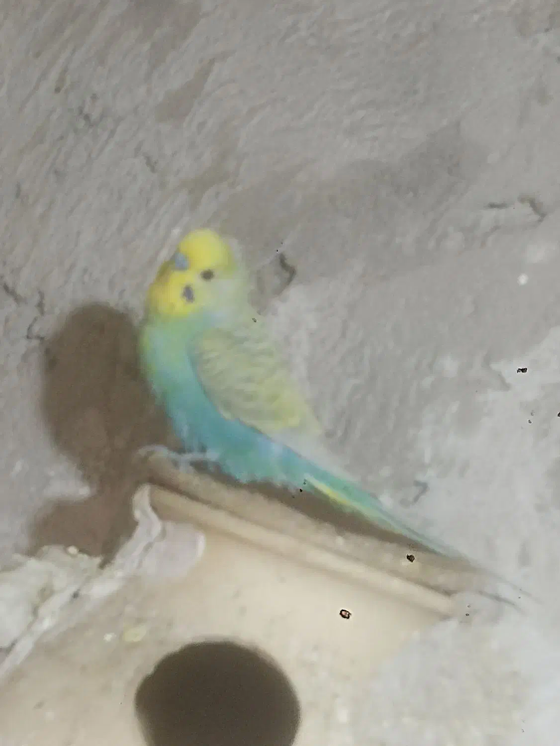 مرغ عشق رنگی کمانی|پرنده|سراوان, |دیوار