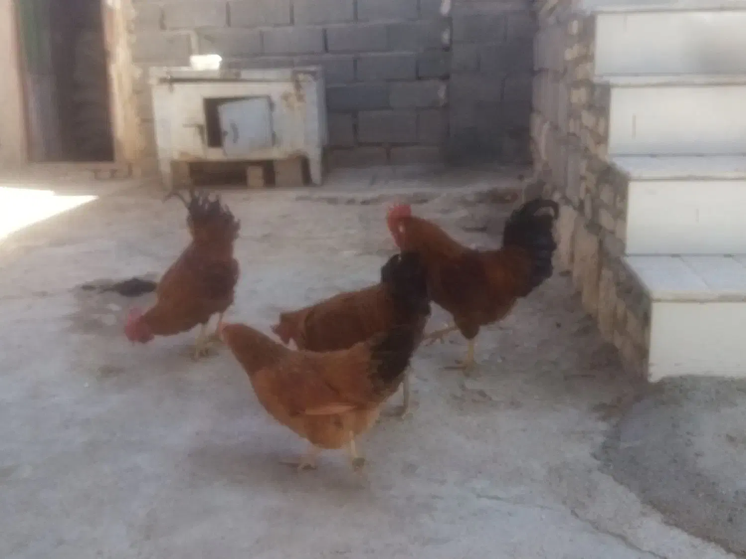 سه عدد خروس کوردی سالم|حیوانات مزرعه|حمیل, |دیوار