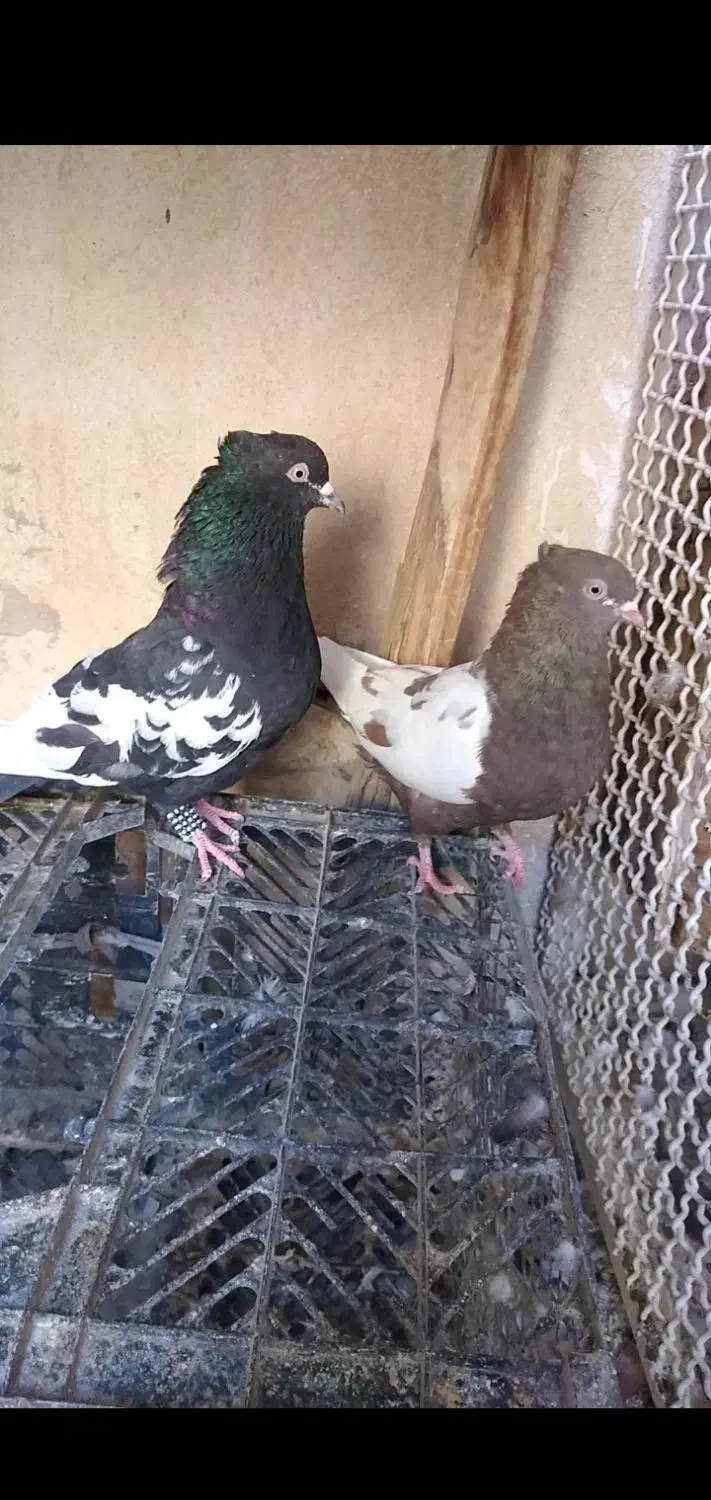 سینه ای|پرنده|برازجان, |دیوار