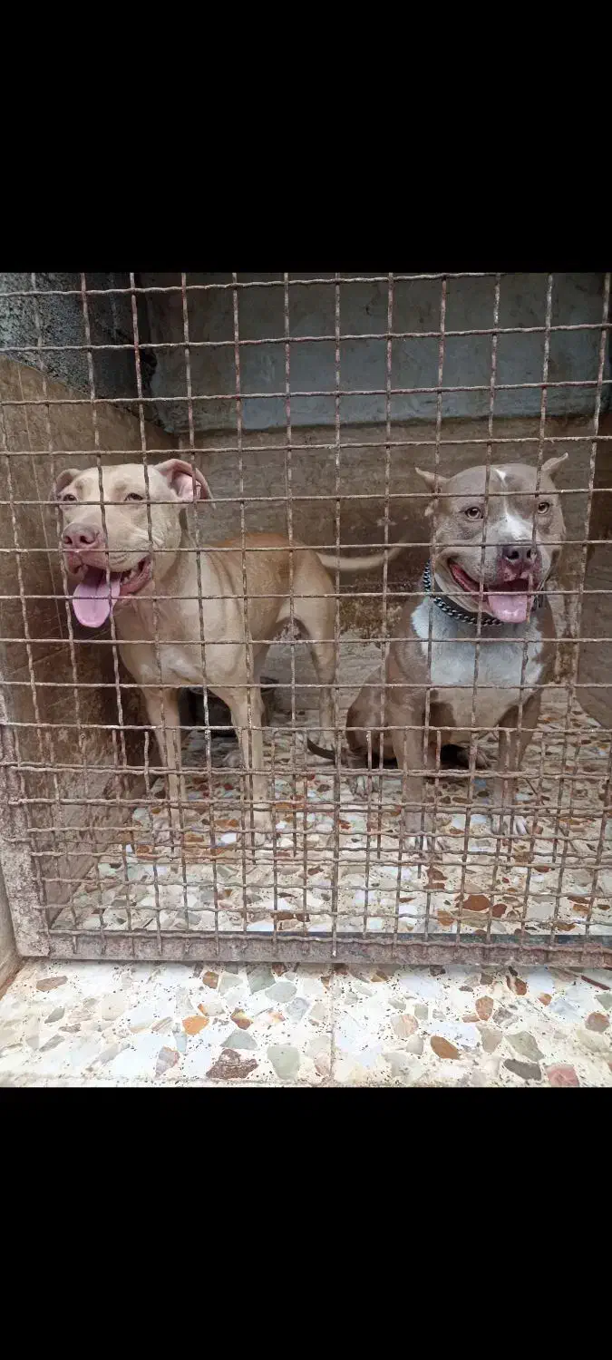 واگذاری پیتبول ماده|سگ|بابل, |دیوار