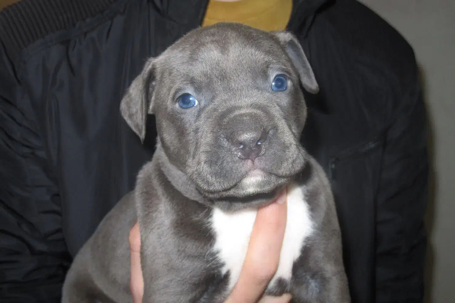 توله پیتبول بلو|سگ|کرج, اسلام‌آباد|دیوار