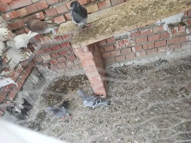 پرنده|پرنده|گنبد کاووس, |دیوار