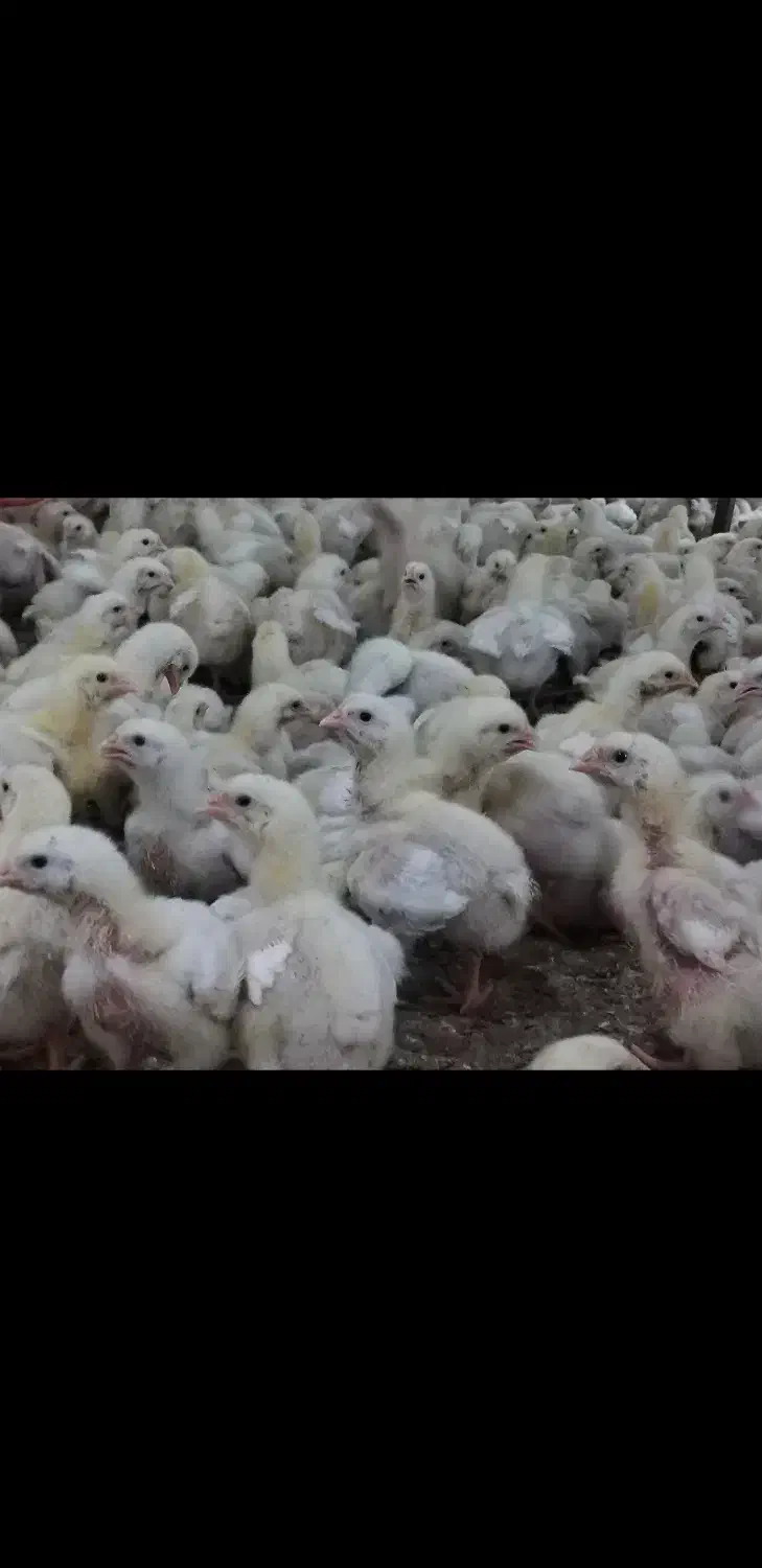 سالن دار مرغداری|استخدام صنعتی، فنی، مهندسی|گرگان, |دیوار