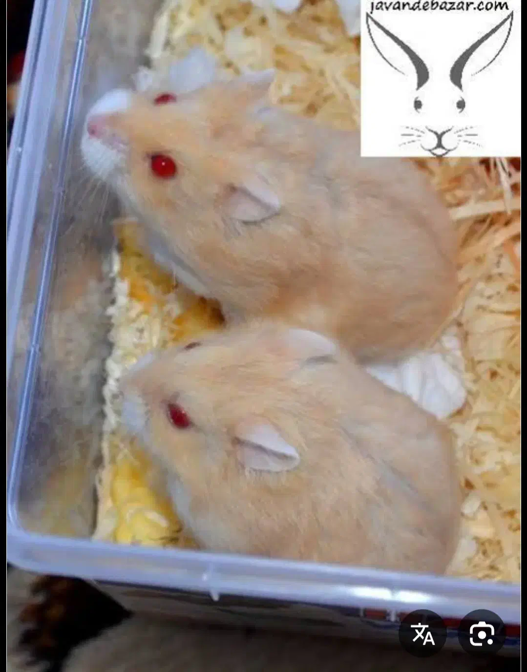 همستر|موش و خرگوش|قشم, |دیوار