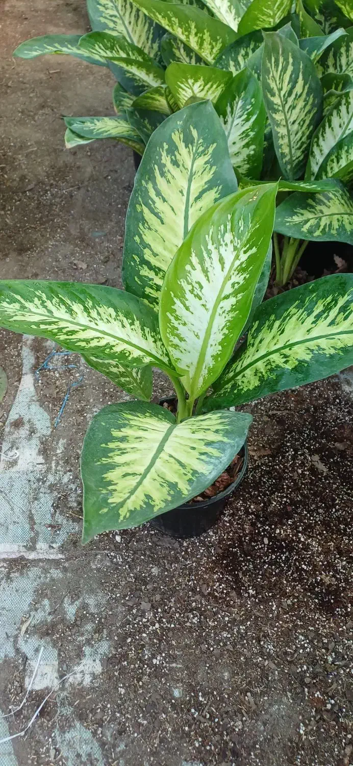 دیفن باخیا|گل و گیاه طبیعی|شلمان, |دیوار