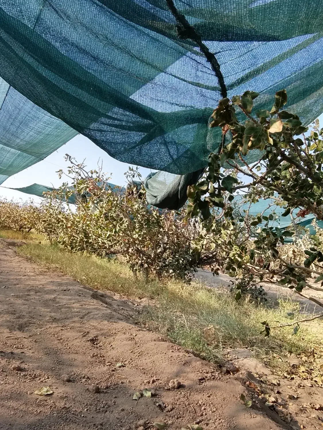 فروش پسته نهال وبذر|گل و گیاه طبیعی|پیر بکران, |دیوار