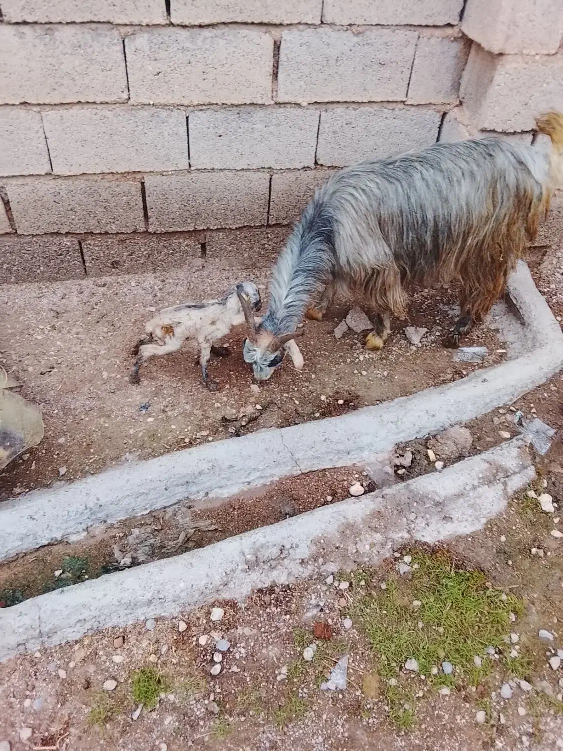 بز بیگ|حیوانات مزرعه|گتوند, |دیوار