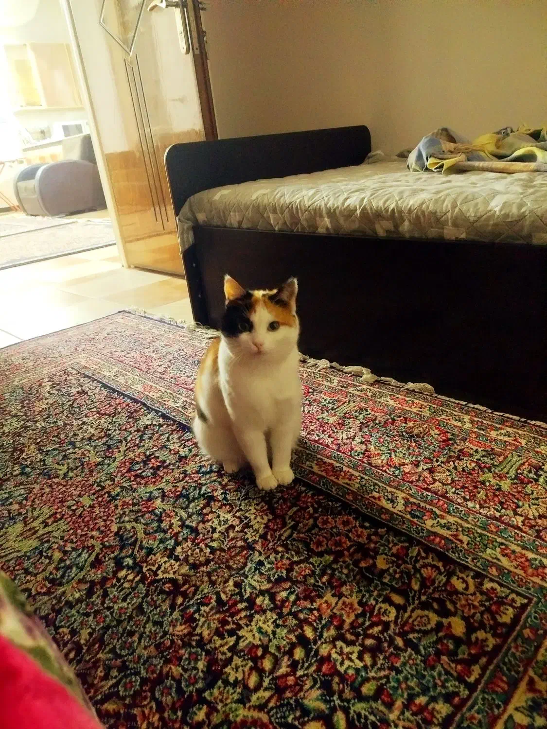 گم شده|حیوانات|قیدار, |دیوار