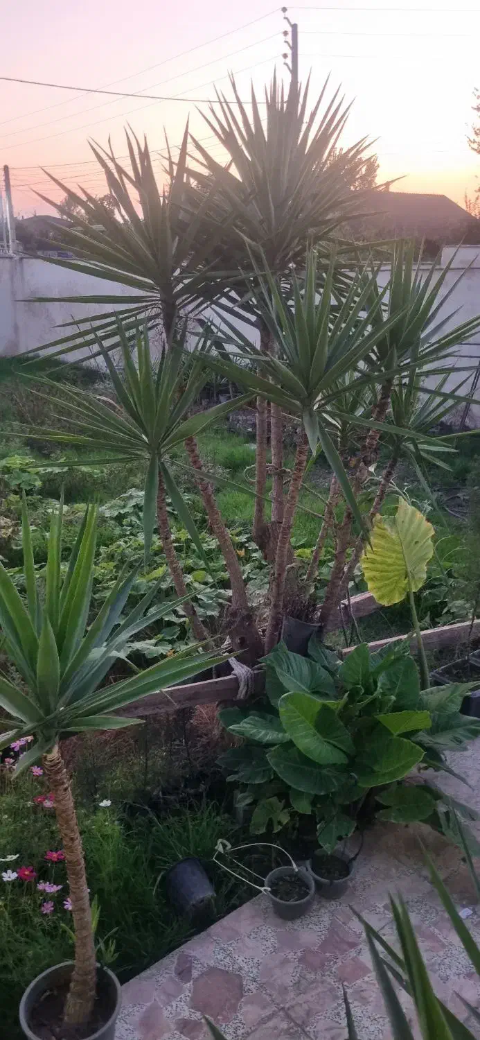 فروش گل یوکا به تعدادزیاد ریشه پرس و چند عدد زمینی|گل و گیاه طبیعی|بهنمیر, |دیوار