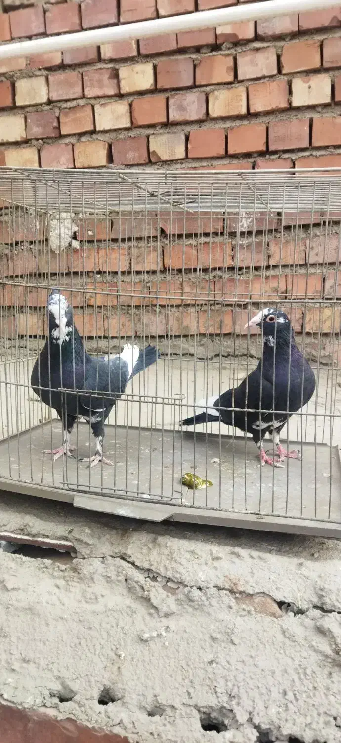 پلنگ .طوقی|پرنده|زرند, |دیوار