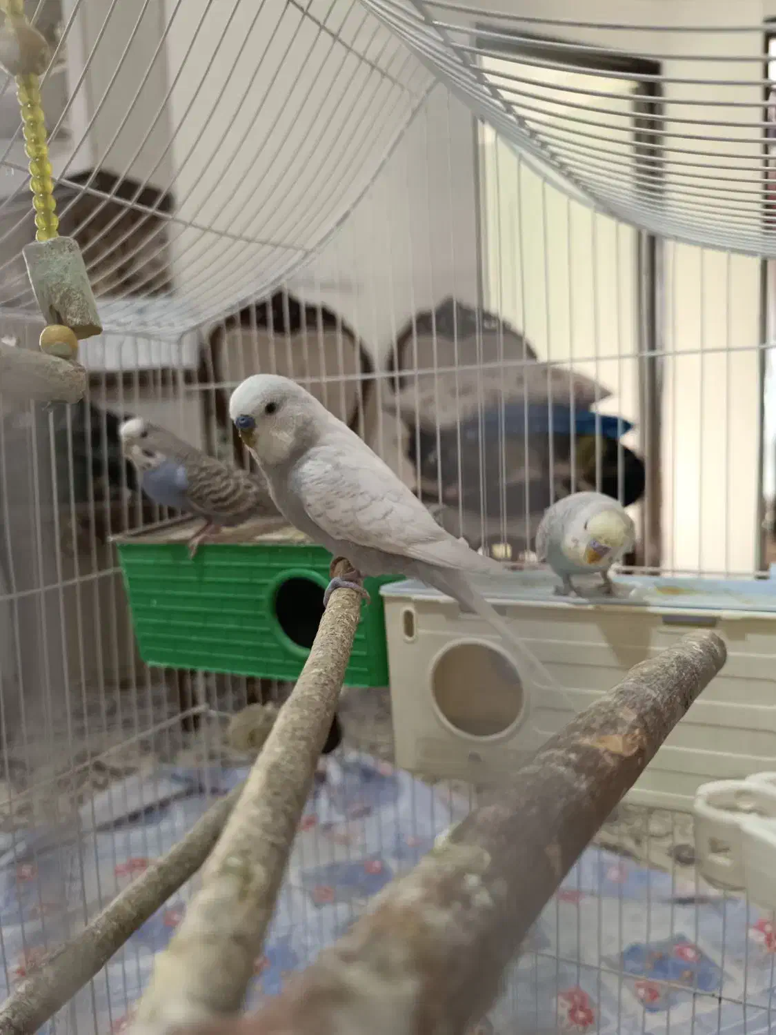 مرغ عشق|پرنده|تهران, امام زاده عبدالله|دیوار