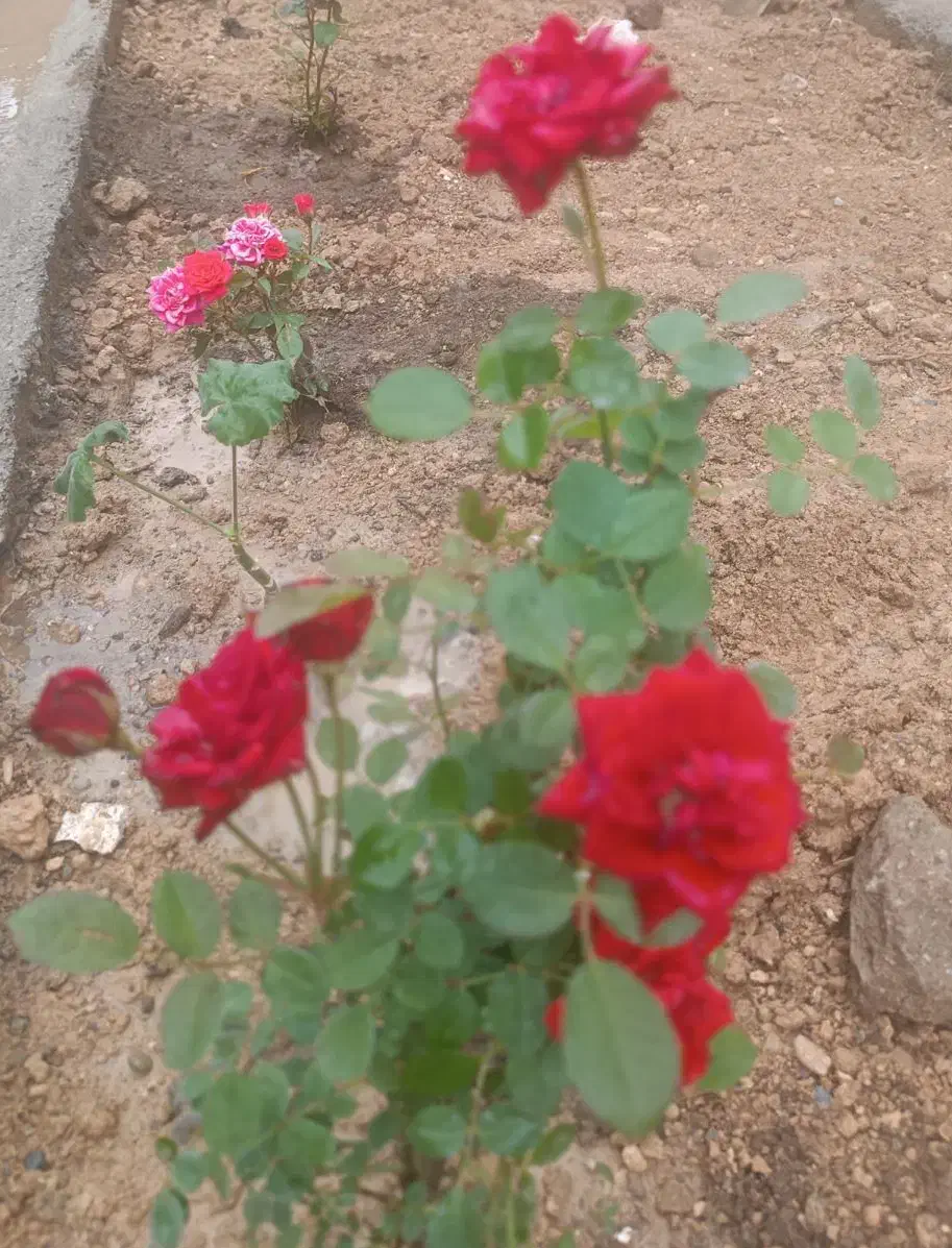 خانه‌ای تازه ساخت، بزرگ حیاط‌دار|فروش خانه و ویلا|بهار, |دیوار