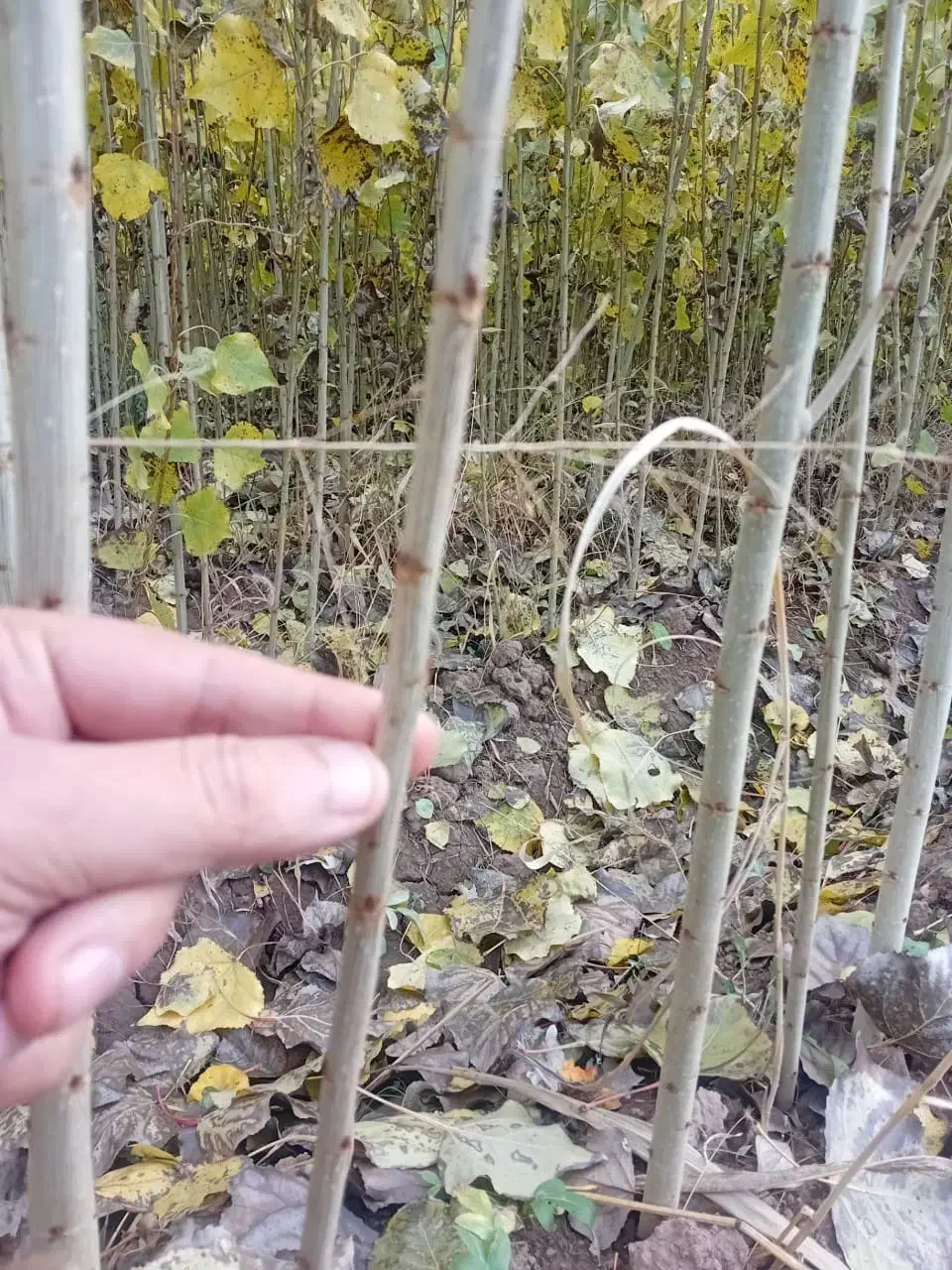 تـولـید وعرضه ی تـمامی نــهــالـها|خدمات باغبانی و درختکاری|نورآباد ممسنی, |دیوار