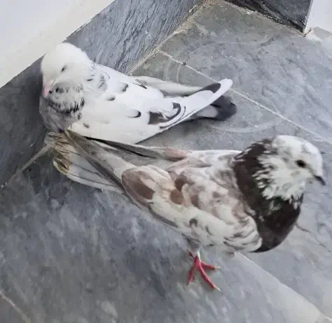 کبوتر|پرنده|سلماس, |دیوار