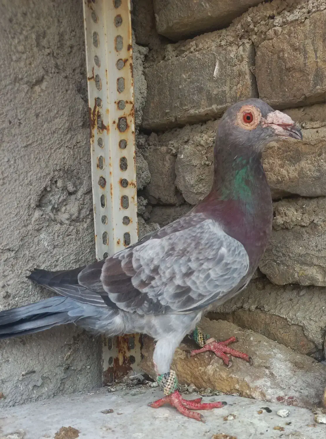 کبوتر آلمانی وسار ودم سیاه|پرنده|گنبد کاووس, |دیوار