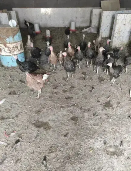 بوقلمو مولد|حیوانات مزرعه|کرج, آتشگاه|دیوار