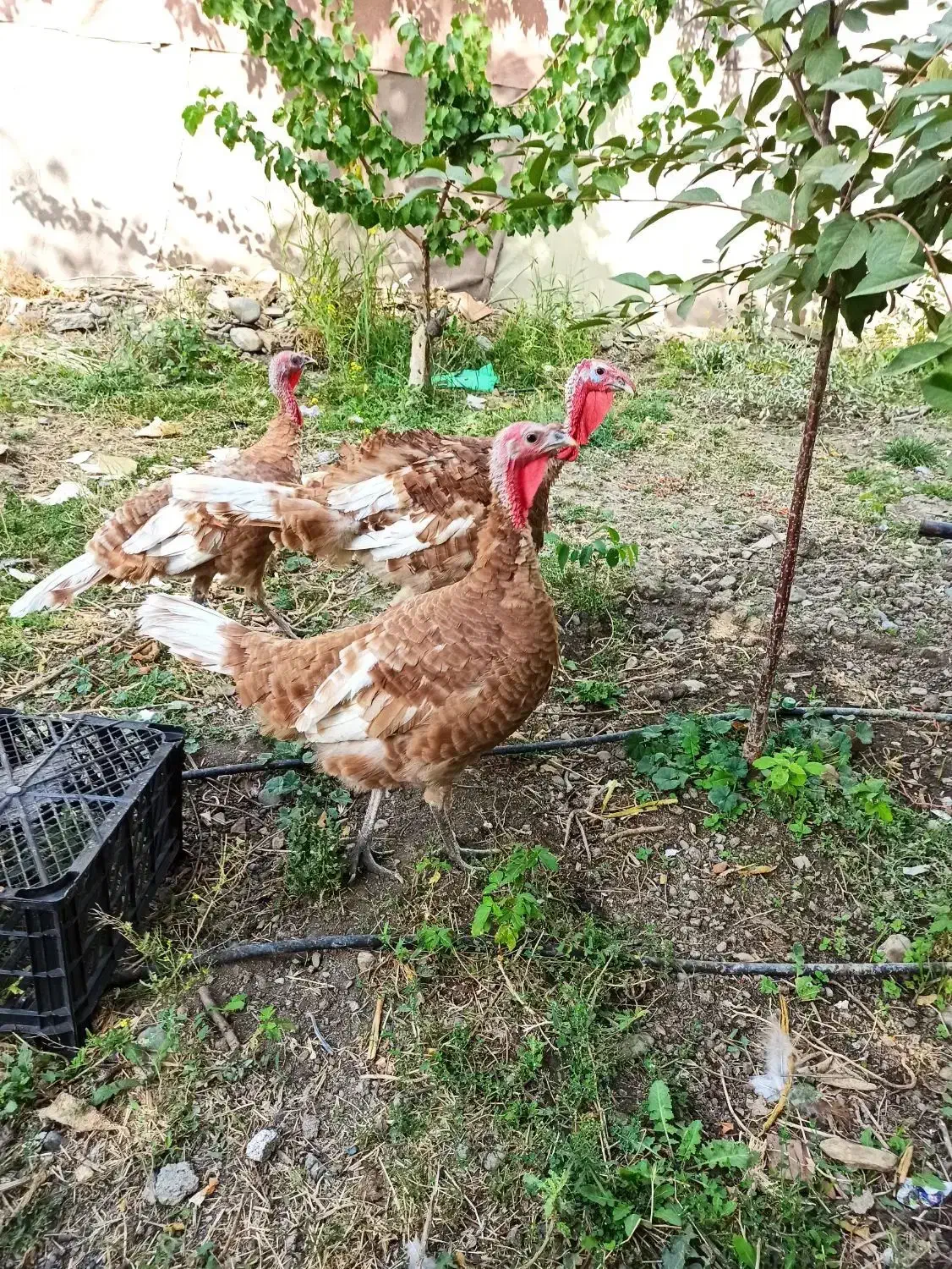 بوقلمون بور بن سالم و بسیار سرحال بالغ|حیوانات مزرعه|پیرانشهر, |دیوار