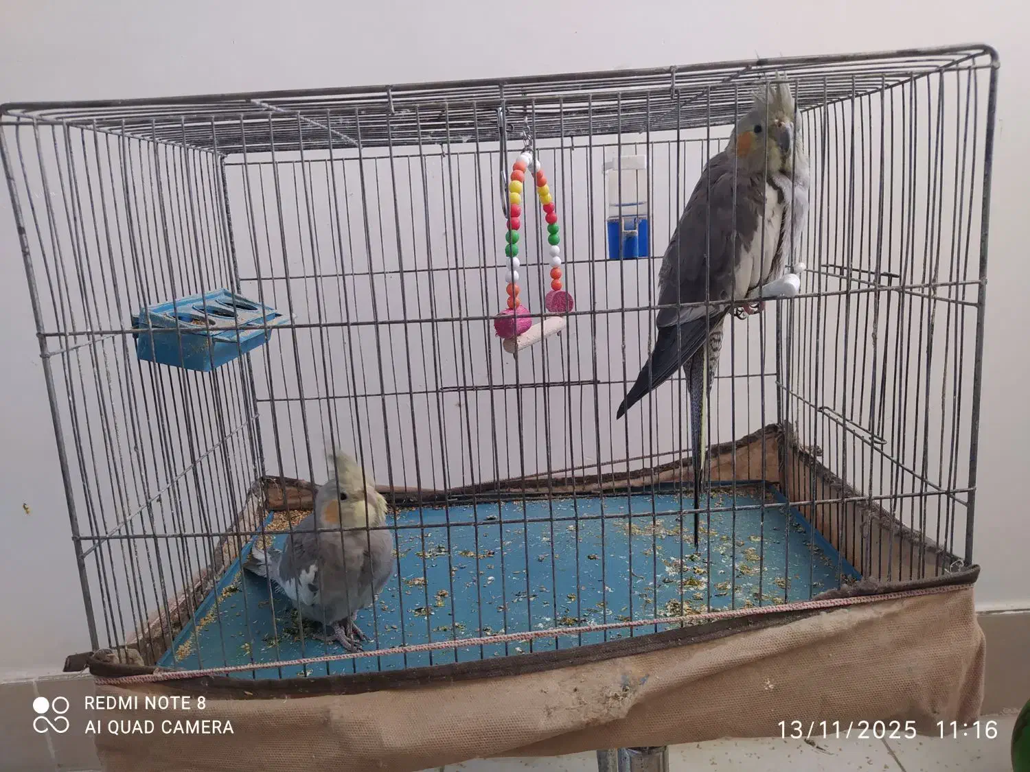 عروس هلندی ماده مولد|پرنده|تاکستان, |دیوار