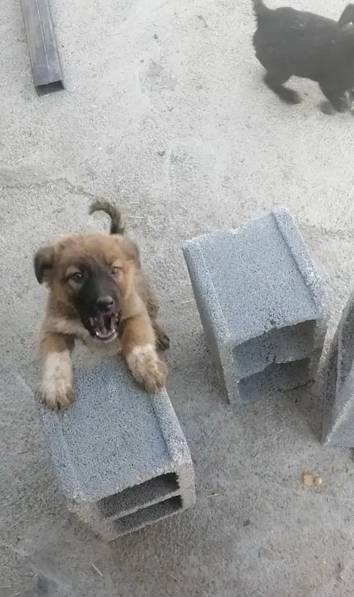 واگذاری ی جفت شا توله سگ قدریجونی نر وحش|سگ|مرودشت, نقش رستم|دیوار