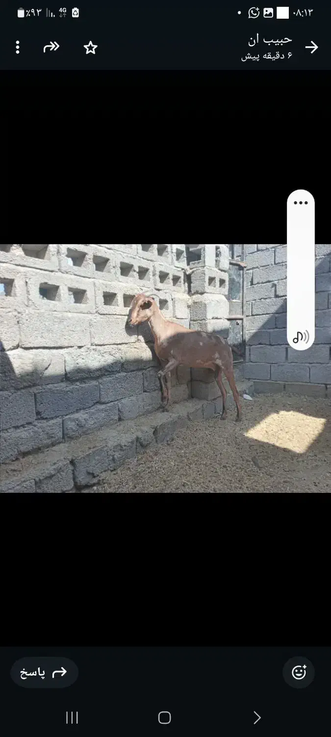 گیسه صلاله وبزمحلی داشتی وگوشتی چاق|حیوانات مزرعه|بندرعباس, |دیوار