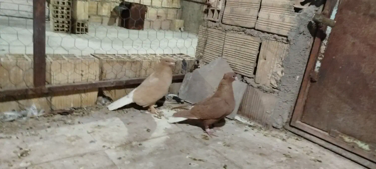 زردم سفید کرمانی کاکلی|پرنده|بیرجند, |دیوار