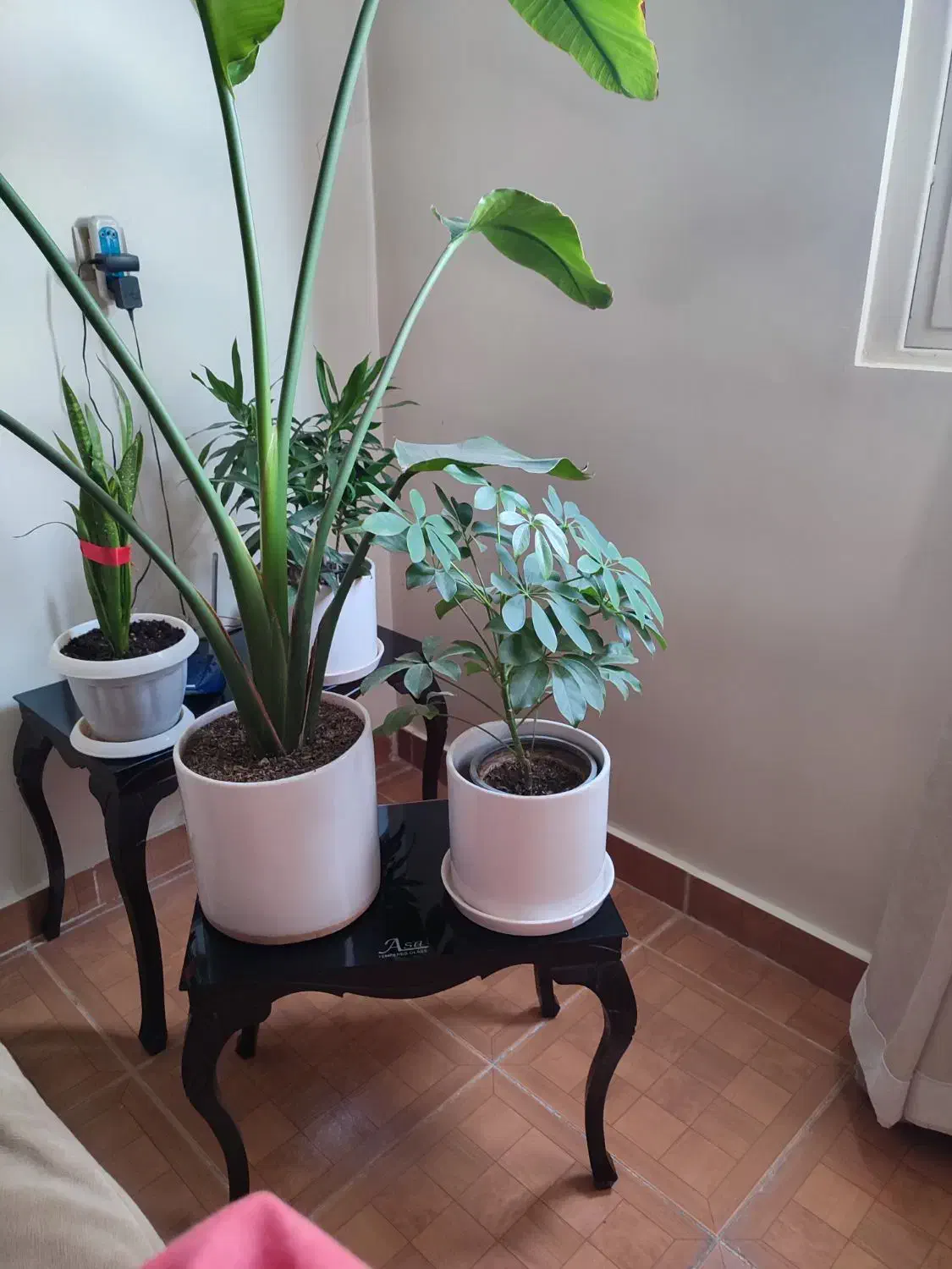 جلو مبلی|مبلمان خانگی و میز عسلی|نسیم‌شهر, |دیوار