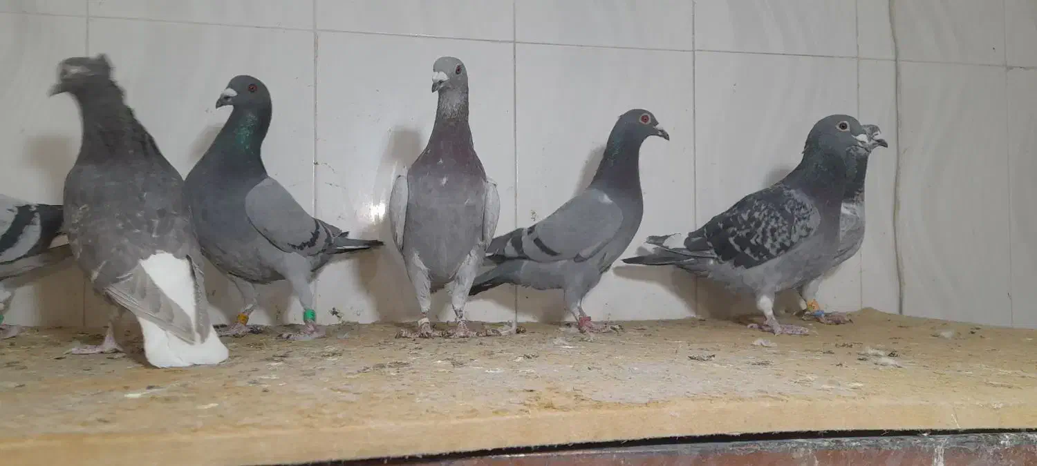 خرید و فروش پرنده|پرنده|سرایان, |دیوار