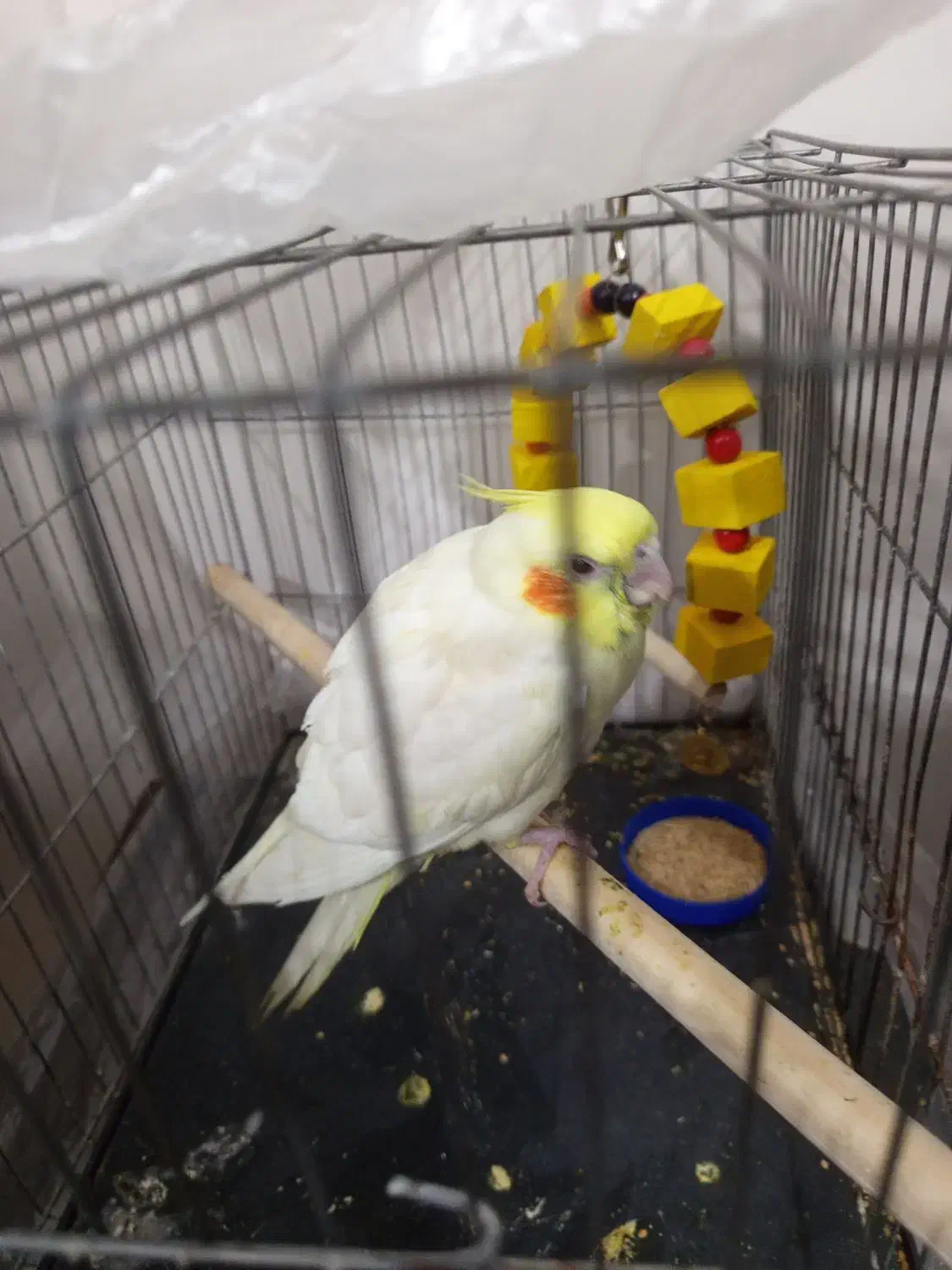 عروس هلندی لوتینو|پرنده|نیشابور, شهرکهنه|دیوار