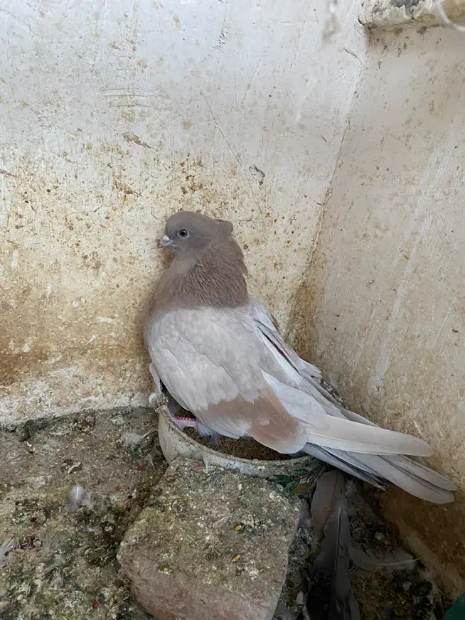 فروش چند عدد کبوتر قنار و نوک کوتاه|پرنده|شاهرود, |دیوار