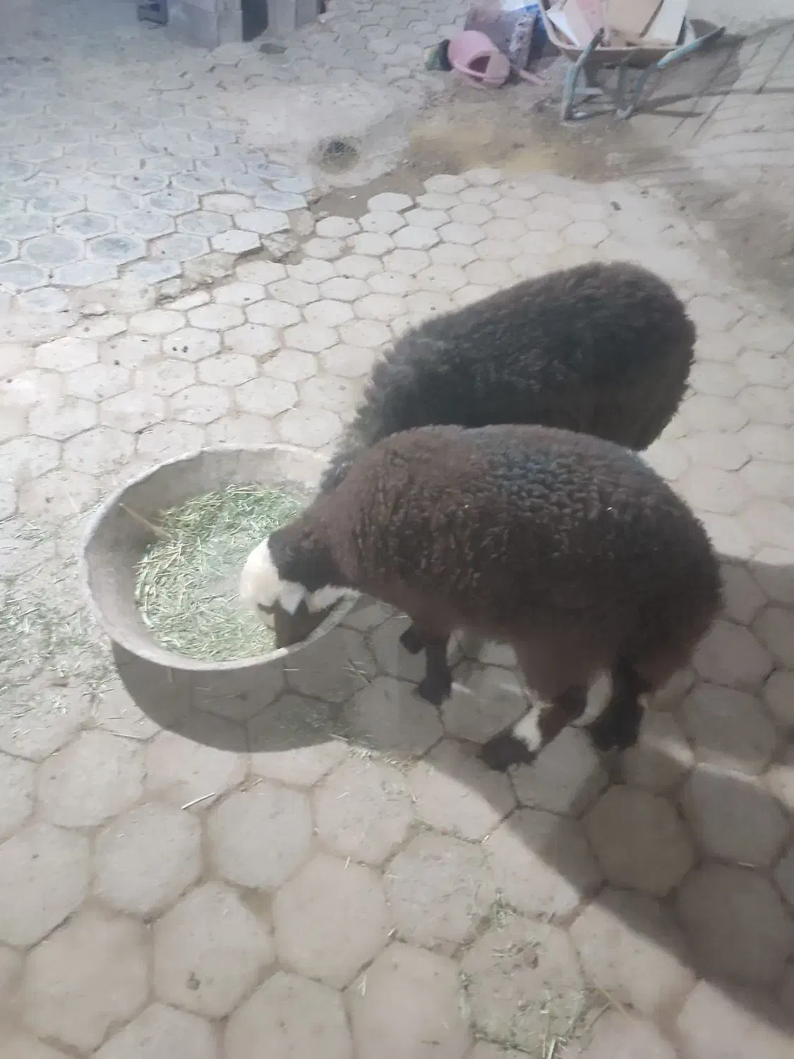 بره ریز علف خور|حیوانات مزرعه|اصفهان, زاجان|دیوار