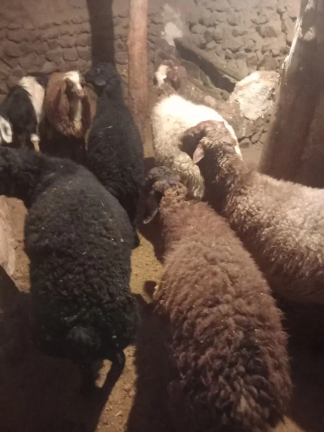 بره نر|حیوانات مزرعه|دهگلان, |دیوار