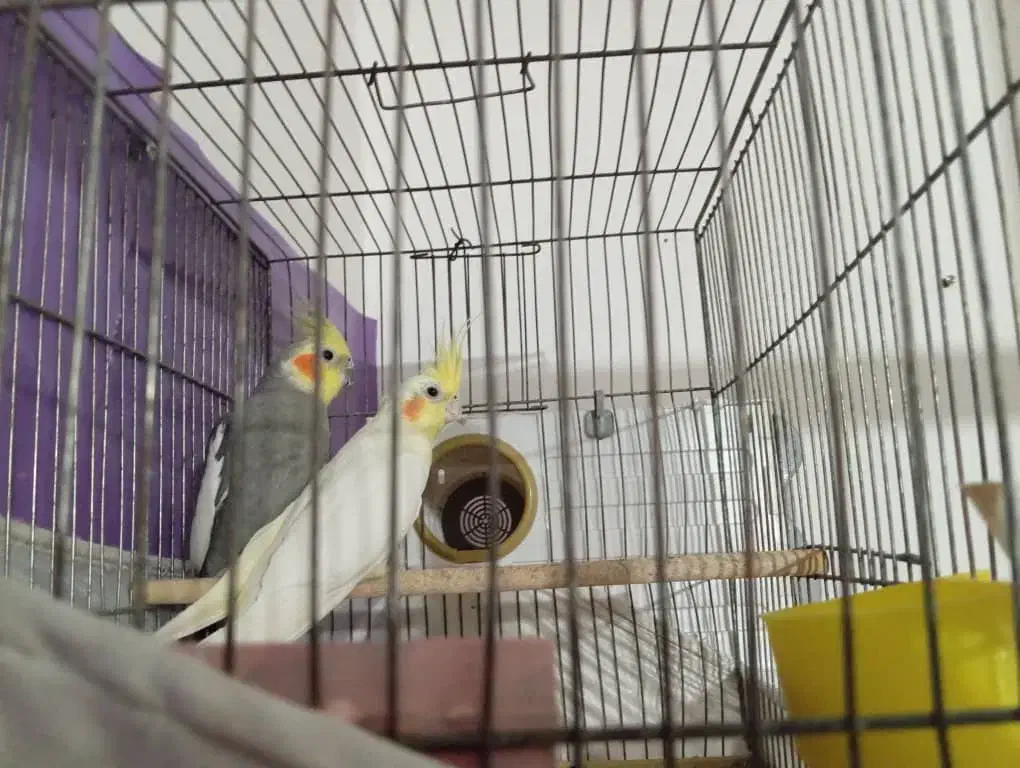 معاوضه جفت عروس هلندی|پرنده|داراب, |دیوار