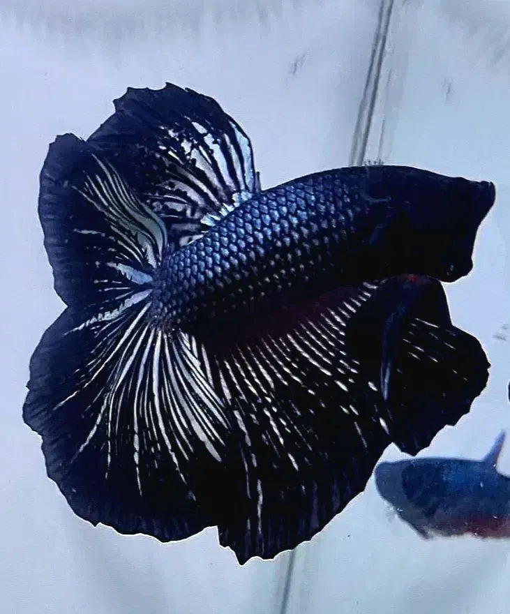 ماهی فایتر پلاکت هافمون|ماهی|تهران, قصر فیروزه ۱|دیوار