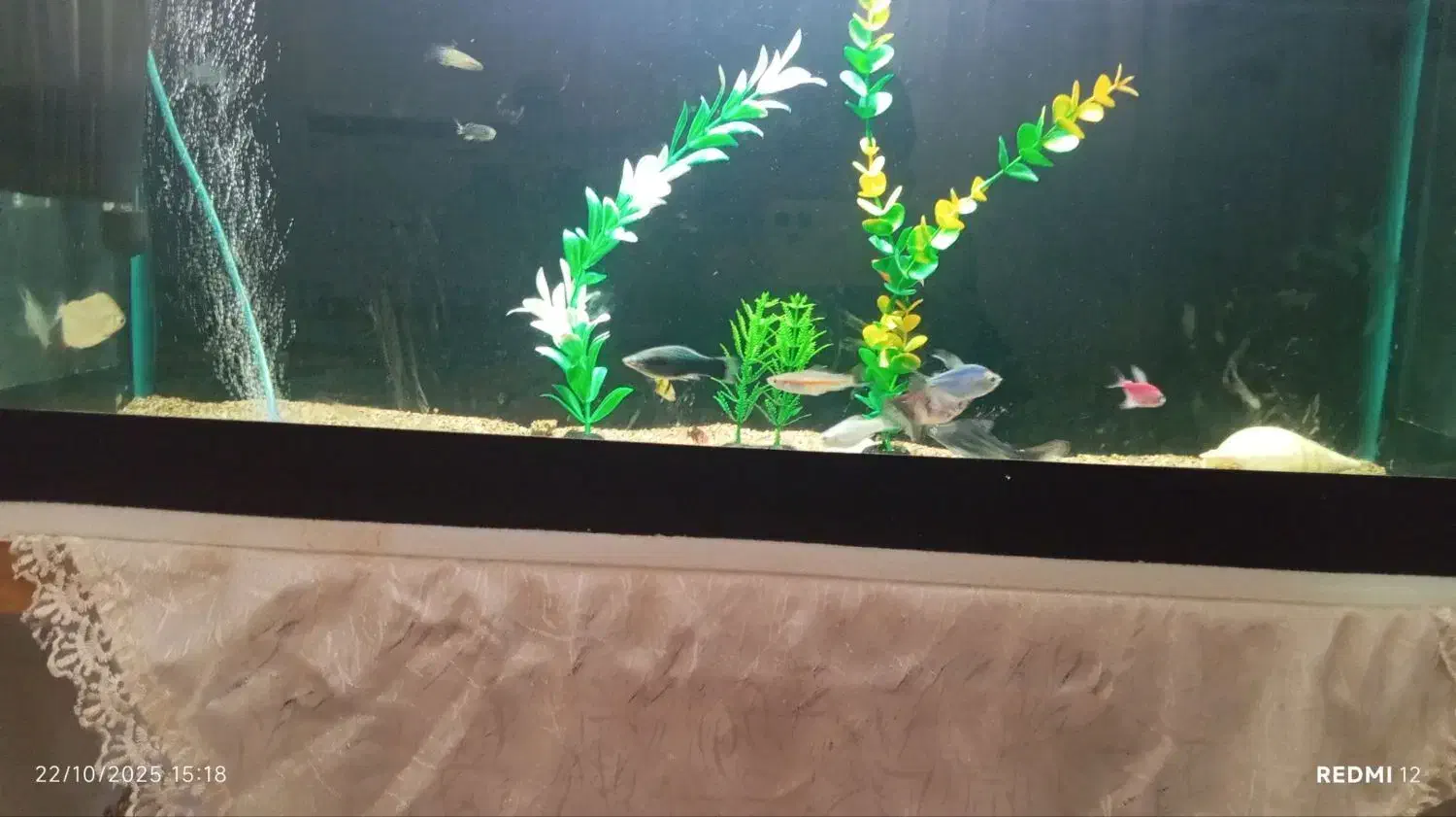 ماهی آکواریومی|ماهی|اسلامآباد غرب, |دیوار
