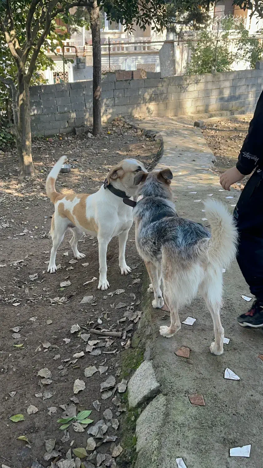 سرایدار و باغباغبان زوج|استخدام سرایداری و نظافت|مرزیکلا, |دیوار